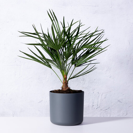 Europese dwergpalm